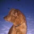 Подробнее об объявлении «Липецк Найдена собака» Фото: найдена собака  «Липецк Найдена собака» в г. Липецк