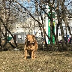Подробнее об объявлении «Найдена собака Москва» Фото: найдена собака  «Найдена собака Москва» в г. Москва