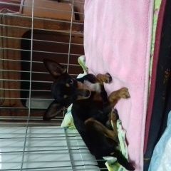 Подробнее об объявлении «Ижевск Найдена собака кобель похож на той терьера. 13.04.2018» Фото: найдена собака  «Ижевск Найдена собака кобель похож на той...» в г. Ижевск