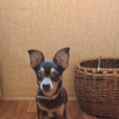 Подробнее об объявлении «Найдена собака кобель  мальчик тойтерьер Нижний Новгород» Фото: найдена собака Той-терьер «Найдена собака кобель  мальчик тойтерьер Нижний...» в г. Нижний Новгород