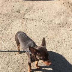 Подробнее об объявлении «Найдена собака кобель Химки» Фото: найдена собака Той-терьер «Найдена собака кобель Химки» в г. Химки