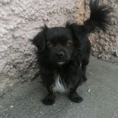 Подробнее об объявлении «Найдена собака Нижний Новгород» Фото: найдена собака  «Найдена собака Нижний Новгород» в г. Нижний Новгород