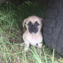 Подробнее об объявлении «Воронеж Найдена собака ищем хозяина» Фото: найдена собака  «Воронеж Найдена собака ищем хозяина» в г. Воронеж
