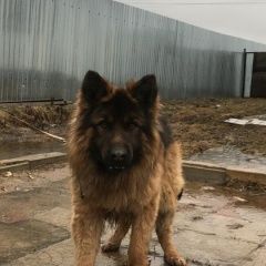Подробнее об объявлении «Лобня Найдена собака кобель немецкой овчарки» Фото: найдена собака Немецкая овчарка «Лобня Найдена собака кобель немецкой овчарки» в г. Лобня