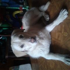 Подробнее об объявлении «Найдена собака кобель лабродор. Нижний Новгород» Фото: найдена собака Лабрадор ретривер «Найдена собака кобель лабродор. Нижний Новгород» в г. Нижний Новгород