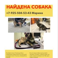 Подробнее об объявлении «Найдена собака кобель (метис) Красногорск» Фото: найдена собака  «Найдена собака кобель (метис) Красногорск» в г. Красногорск