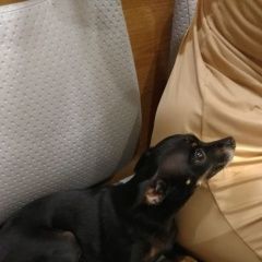 Подробнее об объявлении «Нарофоминск Найдена собака чихуахуа чёрная гладкошерстная подпалая» Фото: найдена собака Чихуахуа «Нарофоминск Найдена собака чихуахуа чёрная...» в г. Нарофоминск