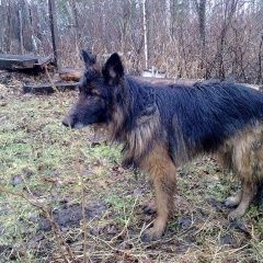 Подробнее об объявлении «Найдена собака на сортировке Нижний Новгород» Фото: найдена собака Немецкая овчарка «Найдена собака на сортировке Нижний Новгород» в г. Нижний Новгород
