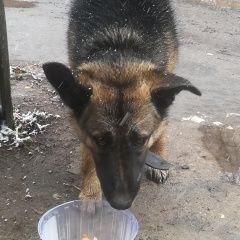 Подробнее об объявлении «Найдена собака Нижний Новгород» Фото: найдена собака Немецкая овчарка «Найдена собака Нижний Новгород» в г. Нижний Новгород