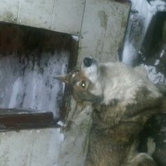 Подробнее об объявлении «Найдена собака в советском районе на улице тверская Нижний Новгород» Фото: найдена собака  «Найдена собака в советском районе на улице...» в г. Нижний Новгород