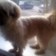 Подробнее об объявлении «Липецк Найдена собака кобель маленькая собачка» Фото: найдена собака  «Липецк Найдена собака кобель маленькая собачка» в г. Липецк