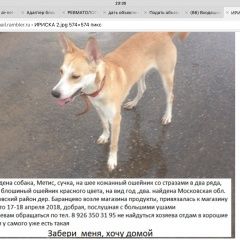 Подробнее об объявлении «Найдена собака метис рыже-белая, сучка Чехов» Фото: найдена собака  «Найдена собака метис рыже-белая, сучка Чехов» в г. Чехов
