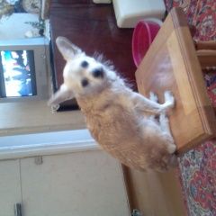 Подробнее об объявлении «Найдена собака Нижний Новгород» Фото: найдена собака  «Найдена собака Нижний Новгород» в г. Нижний Новгород