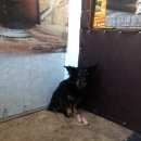 Подробнее об объявлении «Найдена собака не бродячая Ангарск» Фото: найдена собака  «Найдена собака не бродячая Ангарск» в г. Ангарск