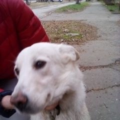 Подробнее об объявлении «Ангарск Найдена собака потеряшка» Фото: найдена собака  «Ангарск Найдена собака потеряшка» в г. Ангарск