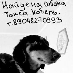 Подробнее об объявлении «Омск Найдена собака кобель такса кобель. ищем хозяина.» Фото: найдена собака Такса «Омск Найдена собака кобель такса кобель. ищем...» в г. Омск