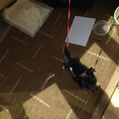 Подробнее об объявлении «Ижевск Найдена собака щенок в розовом комбинезоне в районе жд» Фото: найдена собака  «Ижевск Найдена собака щенок в розовом...» в г. Ижевск