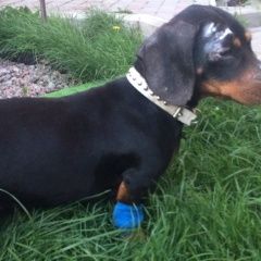 Подробнее об объявлении «Найдена собака кобель такса Аксай (Ростовская обл.)» Фото: найдена собака Такса «Найдена собака кобель такса Аксай (Ростовская...» в г. Аксай (Ростовская обл.)