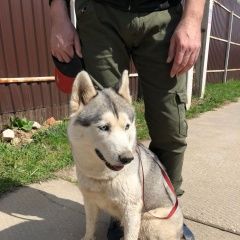 Подробнее об объявлении «Найдена собака ищем хозяина Чехов» Фото: найдена собака Сибирская хаски «Найдена собака ищем хозяина Чехов» в г. Чехов