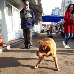 Подробнее об объявлении «Найдена собака кобель лабрадор-ретривер Балашиха» Фото: найдена собака Лабрадор ретривер «Найдена собака кобель лабрадор-ретривер Балашиха» в г. Балашиха