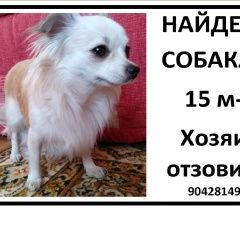 Подробнее об объявлении «Липецк Найдена собака 15 микрорайон» Фото: найдена собака  «Липецк Найдена собака 15 микрорайон» в г. Липецк