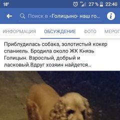 Подробнее об объявлении «Найдена собака Голицыно (Московская обл.)» Фото: найдена собака  «Найдена собака Голицыно (Московская обл.)» в г. Голицыно (Московская обл.)