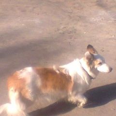 Подробнее об объявлении «Воронеж Найдена собака» Фото: найдена собака  «Воронеж Найдена собака» в г. Воронеж