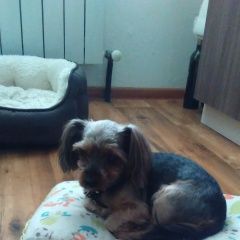 Подробнее об объявлении «Найдена собака кобель Смоленск» Фото: найдена собака  «Найдена собака кобель Смоленск» в г. Смоленск