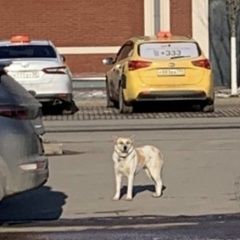 Подробнее об объявлении «Найдена собака с адресником Москва» Фото: найдена собака  «Найдена собака с адресником Москва» в г. Москва