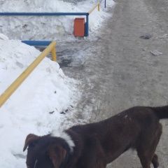 Подробнее об объявлении «Найдена собака бегает мальчик темно коричневый с белымг Чебоксары» Фото: найдена собака  «Найдена собака бегает мальчик темно коричневый...» в г. Чебоксары