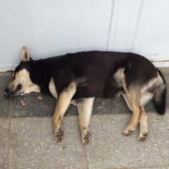 Подробнее об объявлении «Королёв (Юбилейный) (Московская обл.) Найдена собака кобель пес кобель» Фото: найдена собака  «Королёв (Юбилейный) (Московская обл.) Найдена...» в г. Королёв (Юбилейный) (Московская обл.)