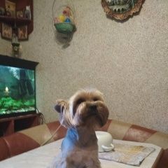 Подробнее об объявлении «Найдена собака кобель Электросталь» Фото: найдена собака Йоркширский терьер «Найдена собака кобель Электросталь» в г. Электросталь