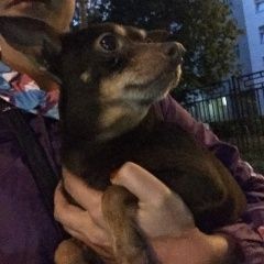 Подробнее об объявлении «Найдена собака. в районе метро владыкино Москва» Фото: найдена собака Той-терьер «Найдена собака. в районе метро владыкино Москва» в г. Москва