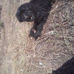 Подробнее об объявлении «Найдена собака кобель вероятно черный терьер Белово» Фото: найдена собака Русский чёрный терьер «Найдена собака кобель вероятно черный терьер...» в г. Белово