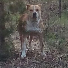 Подробнее об объявлении «Найдена собака кобель пёс в районе п. пыра Нижний Новгород» Фото: найдена собака  «Найдена собака кобель пёс в районе п. пыра...» в г. Нижний Новгород