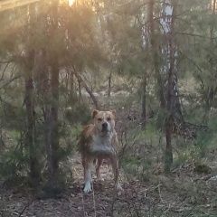Подробнее об объявлении «Найдена собака кобель в п.пыра Дзержинск» Фото: найдена собака  «Найдена собака кобель в п.пыра Дзержинск» в г. Дзержинск