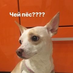 Подробнее об объявлении «Челябинск Найдена собака» Фото: найдена собака  «Челябинск Найдена собака» в г. Челябинск