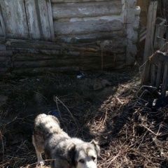 Подробнее об объявлении «Красноярск Найдена собака ищем хозяина» Фото: найдена собака  «Красноярск Найдена собака ищем хозяина» в г. Красноярск