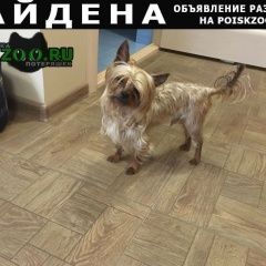 Подробнее об объявлении «Мытищи Найдена собака кобель» Фото: найдена собака  «Мытищи Найдена собака кобель» в г. Мытищи