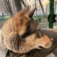 Подробнее об объявлении «Найдена собака м.университет Москва» Фото: найдена собака  «Найдена собака м.университет Москва» в г. Москва