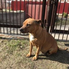 Подробнее об объявлении «Найдена собака Тюмень» Фото: найдена собака  «Найдена собака Тюмень» в г. Тюмень
