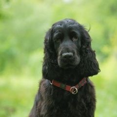 Подробнее об объявлении «Найдена собака кобель кокер спаниэль Нижний Новгород» Фото: найдена собака  «Найдена собака кобель кокер спаниэль Нижний...» в г. Нижний Новгород