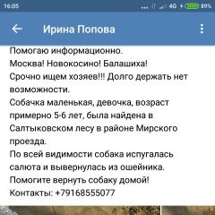 Подробнее об объявлении «Найдена собака Москва» Фото: найдена собака  «Найдена собака Москва» в г. Москва