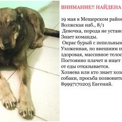 Подробнее об объявлении «Найдена собака Нижний Новгород» Фото: найдена собака  «Найдена собака Нижний Новгород» в г. Нижний Новгород
