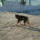 Подробнее об объявлении «Белгород Найдена собака» Фото: найдена собака  «Белгород Найдена собака» в г. Белгород