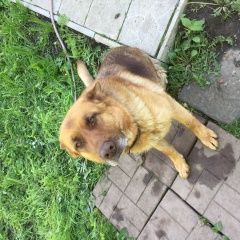 Подробнее об объявлении «Найдена собака Балашиха» Фото: найдена собака Немецкая овчарка «Найдена собака Балашиха» в г. Балашиха