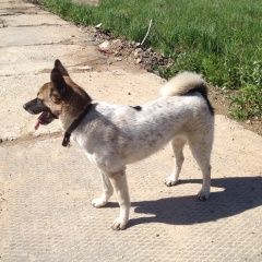 Подробнее об объявлении «Найдена собака сука, похожа на овчарку. Химки» Фото: найдена собака  «Найдена собака сука, похожа на овчарку. Химки» в г. Химки