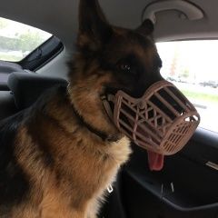 Подробнее об объявлении «Найдена собака кобель немецкая овчарка Нижний Новгород» Фото: найдена собака Немецкая овчарка «Найдена собака кобель немецкая овчарка Нижний...» в г. Нижний Новгород