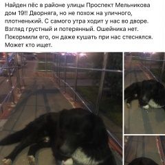 Подробнее об объявлении «Найдена собака кобель пёс Химки» Фото: найдена собака  «Найдена собака кобель пёс Химки» в г. Химки