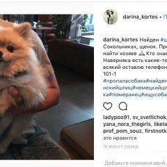 Подробнее об объявлении «Найдена собака сокольники, щенок шпица Москва» Фото: найдена собака Померанский шпиц «Найдена собака сокольники, щенок шпица Москва» в г. Москва